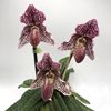 Paph. Iona (bellatulum x fairrieanum) 